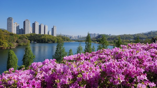 광교호수공원 철쭉동산. [수원시 제공] 