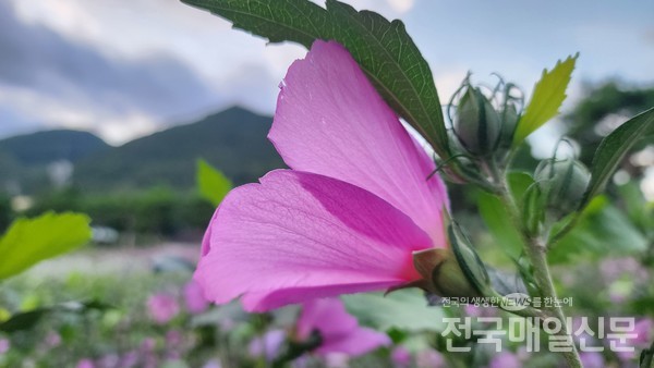 8월 8일 무궁화의 날을 앞둔 28일 전남 장성군의 무궁화공원이 활짝 핀 무궁화로 아름다움을 뽐내고 있다.