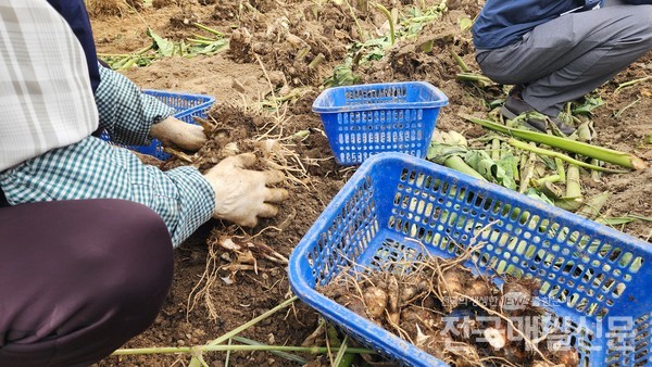 전남 곡성군에서 지역 대표 농산물인 토란 수확이 본격적으로 시작됐다.