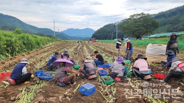 전남 곡성군에서 지역 대표 농산물인 토란 수확이 본격적으로 시작됐다.