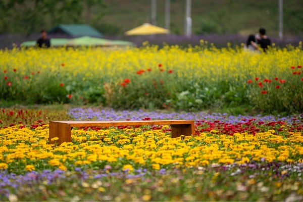 [고창군 제공]