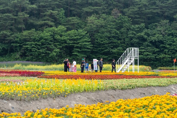 [고창군 제공]