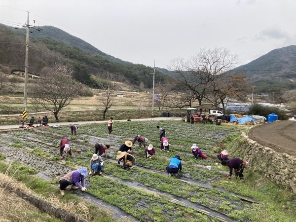 [곡성군 제공]