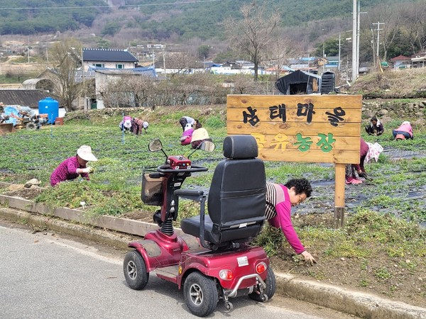 [곡성군 제공]