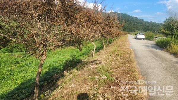 전남 곡성군 목사동면의 보성강(대황강) 자전거길을 따라 2.1km에 걸쳐 식재된 배롱나무(목백일홍) 300여 그루가 맵씨혹나방의 공격으로 심각한 피해를 입고 있다.