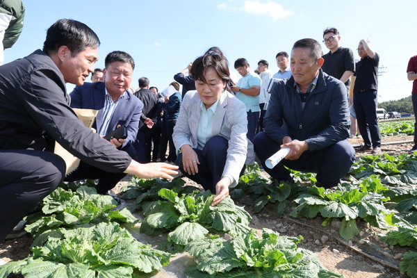 송미령 농림축산식품부 장관이 29일 전남 해남군 일원의 배추밭을 찾아 김장배추 작황을 점검하고 있다. [연합뉴스] 