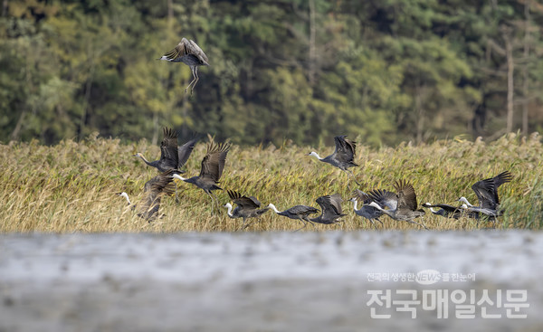 20일 순천만에서 처음 발견된 흑두루미. 